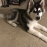 Shiloh the Malamute