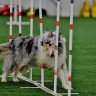 agility collie mom