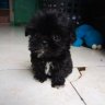 Chansey Lee Shih Tzu