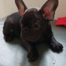 Ralphy the frenchie