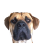 kubla boerboel