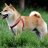 Shiba Inu