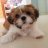 Louie The Shih Tzu