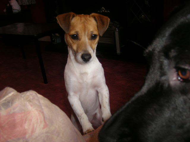 do all jack russells have floppy ears