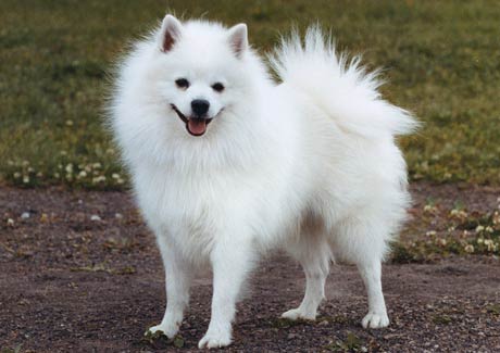 American Eskimo Dog Japanese Spitz What Is The Difference