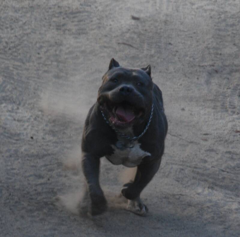 All black xxl sales pitbull