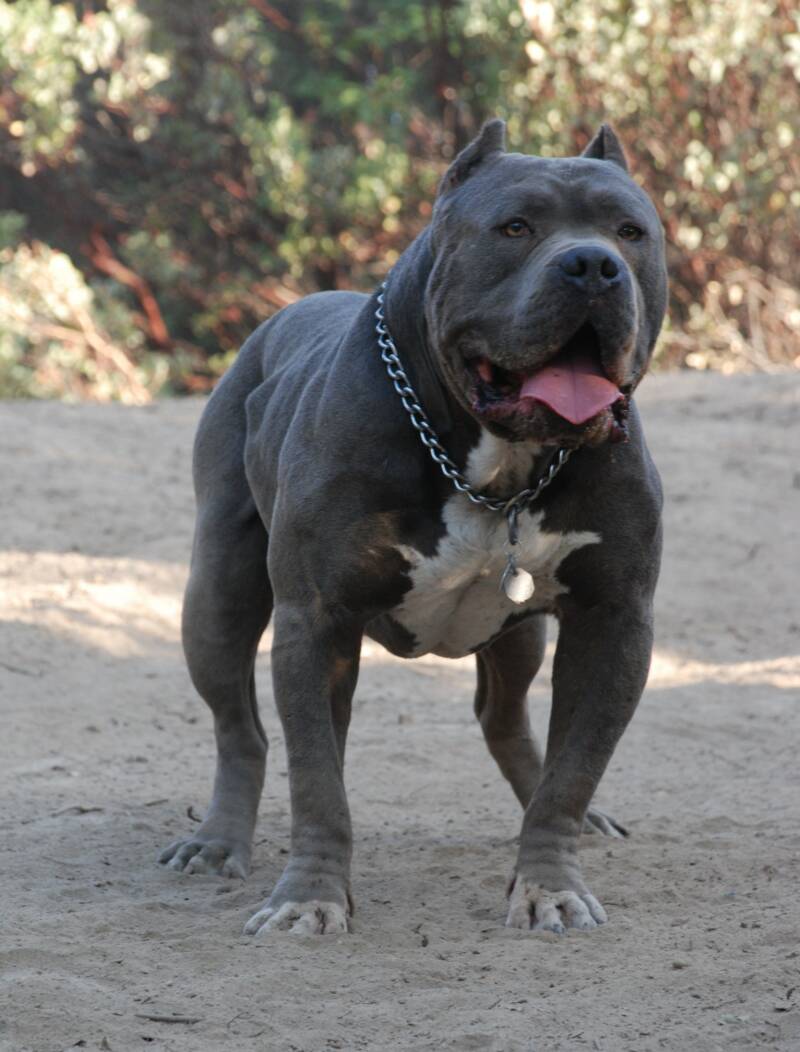 Blue xxl hot sale pitbull