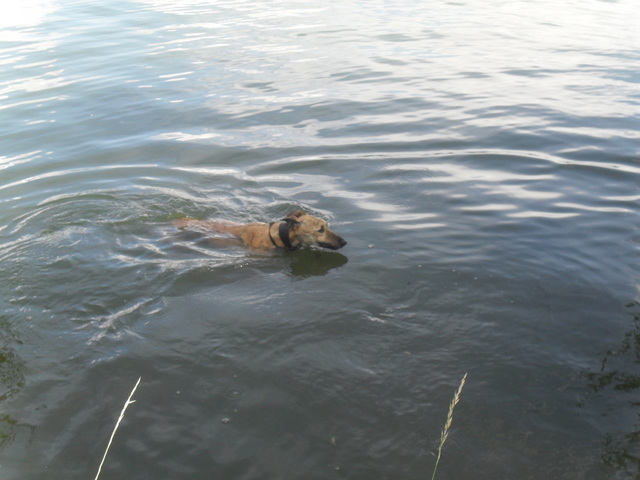 do lurchers like water