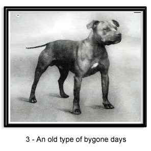 Old tyme store staffordshire bull terrier