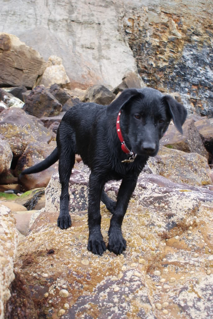 belgian shepherd black lab mix