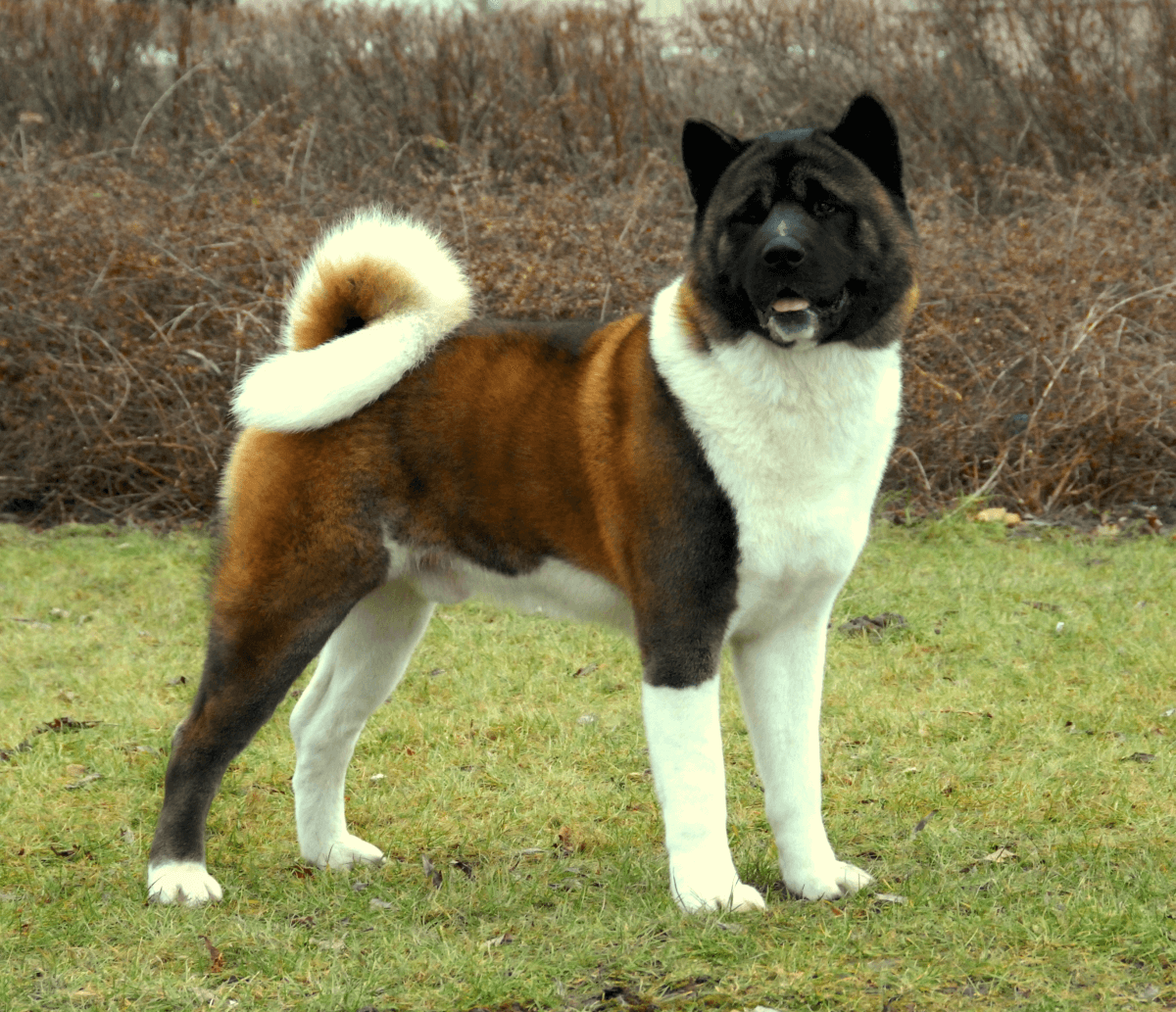 Difference between american cheap and japanese akita