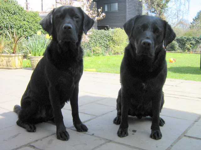 what is the difference between working and show labradors