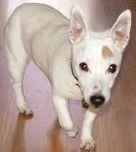 do all jack russells have floppy ears