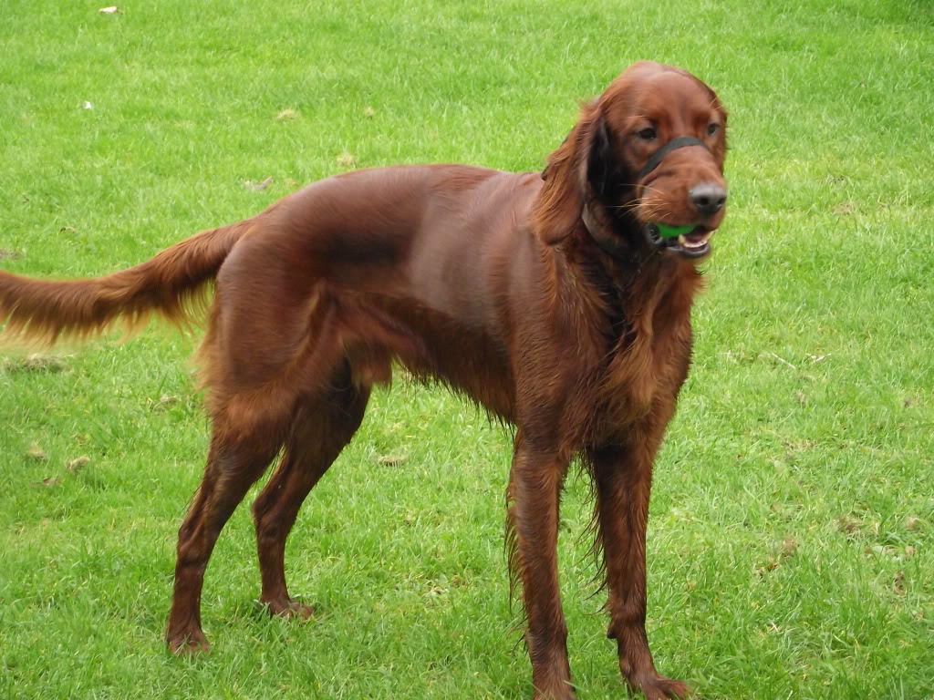 Irish Setters - Information Wanted On The Breed