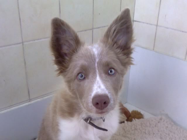 do border collie puppy ears stand up