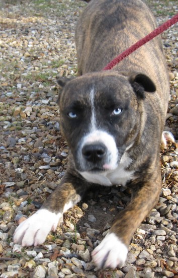 Husky store staffy mix