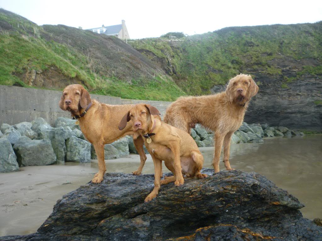 wirehaired vizsla shedding a lot