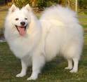 American Eskimo Dog Japanese Spitz What Is The Difference