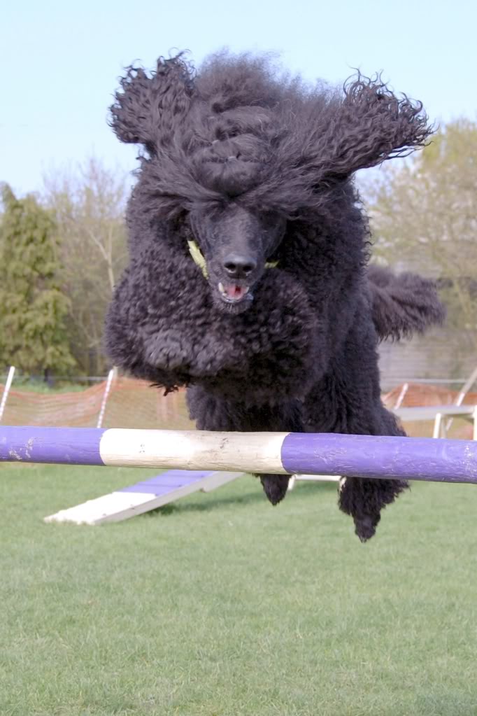 Standard Poodle - What coat colours?