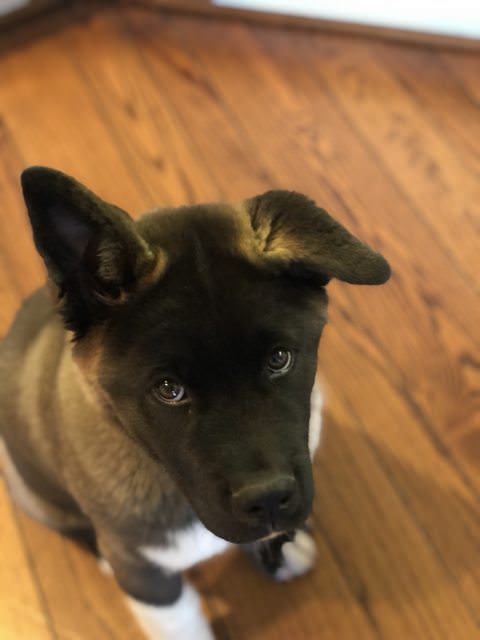 4 Month Old Akita and Cat