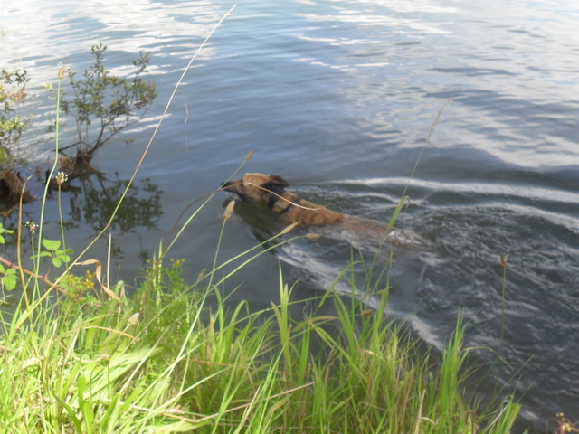 do lurchers like water