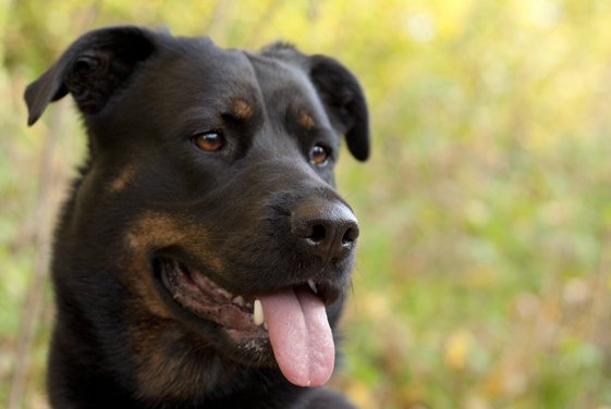 Rottweiler with sale clipped ears