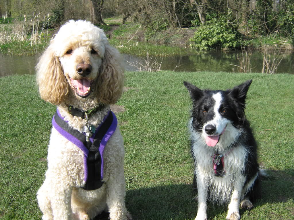 Standard Poodle What coat colours?